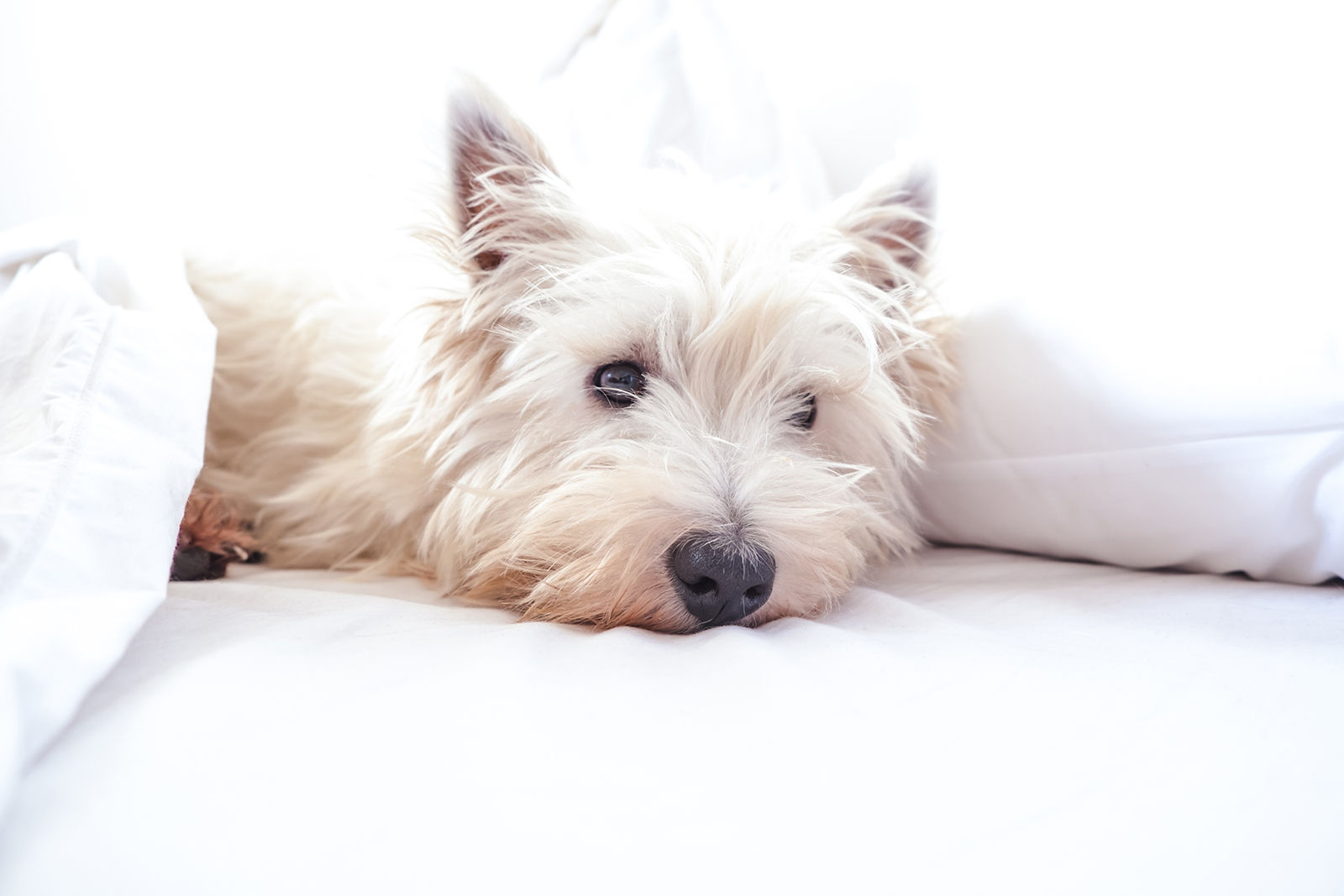 Pet Friendly Travel in Saskatoon