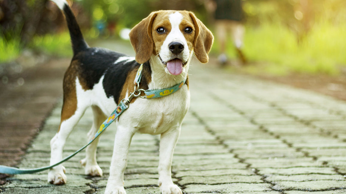 Saskatoon Pet-Friendly Hotel Guide: 4 Things to Do with Fido